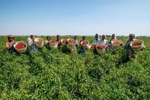 group farming